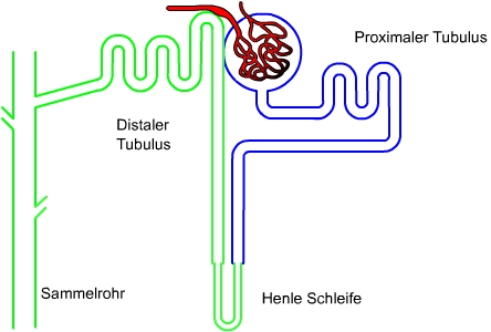 Nephron und Sammelrohr