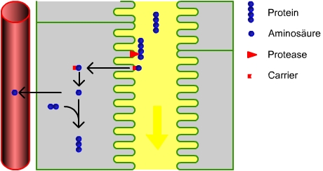 Tubulre Resorption kleiner Proteine